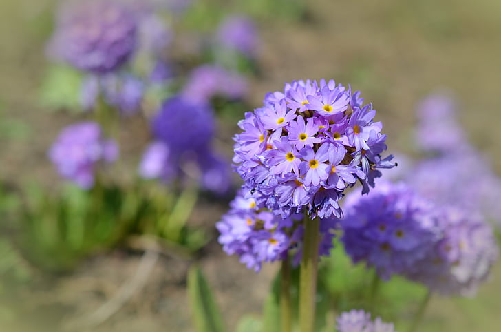 palillo, primavera, flor, floración, Primrose, púrpura, planta