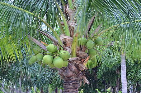 Palm, palmy, palmy, trópy, ovocie, drevo