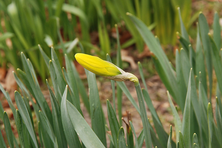 Narcis, botão, flor, Flora, Primavera, amarelo