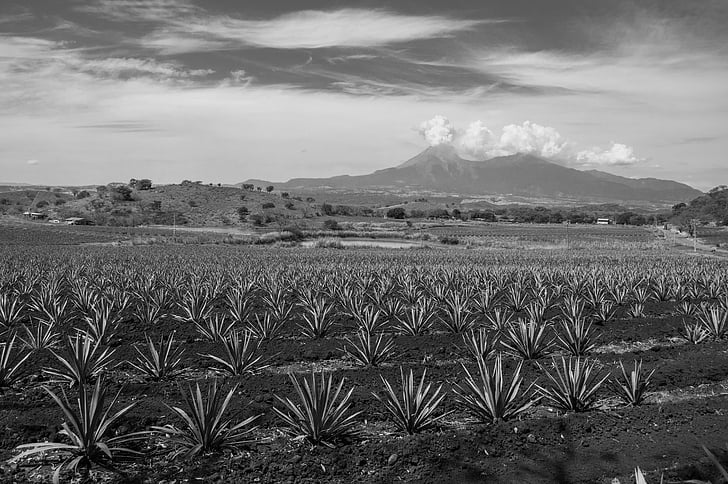black and white, volcano, agave, landscape, colima, land