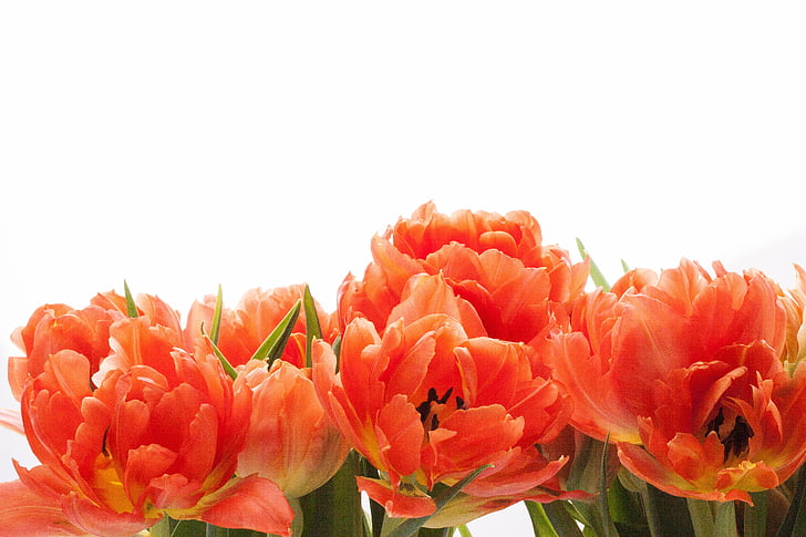 Tulipán, lilie, jaro, Příroda, květiny, tulipány, schnittblume