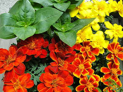 marigolds, (őszibarack) csemeték, tavaszi, ültetés, kert, virágzás, narancs