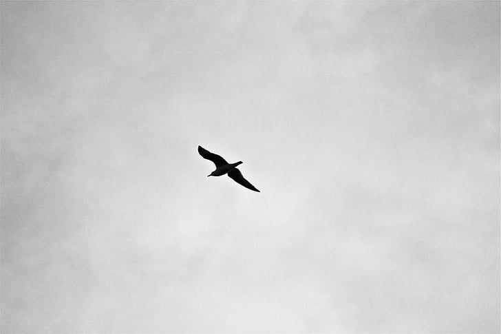 silhouette, bird, flying, daytime, sky, black and white, outdoors