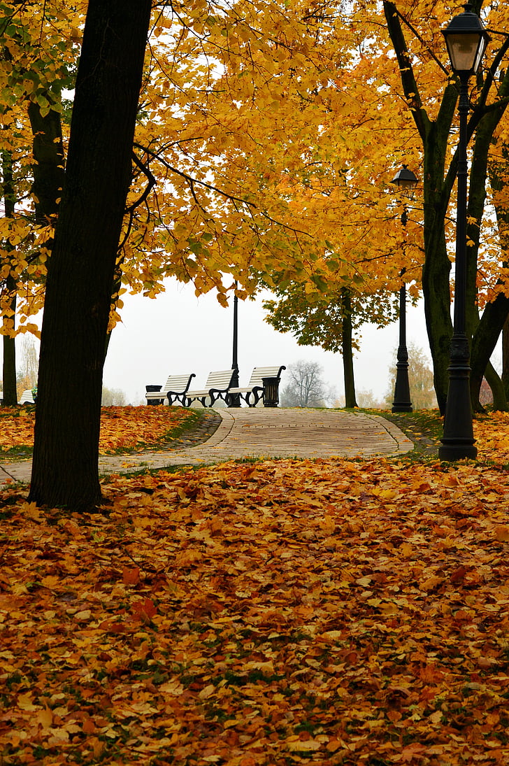 jesień w parku, jesień, jesień, natura, ławce w parku, Jesienny park, spacer po, Złota Jesień