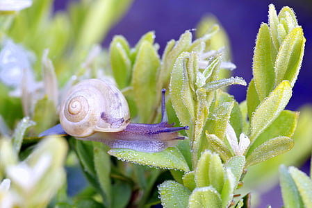 snail, plant, foliage, green, rosa, wet, drops