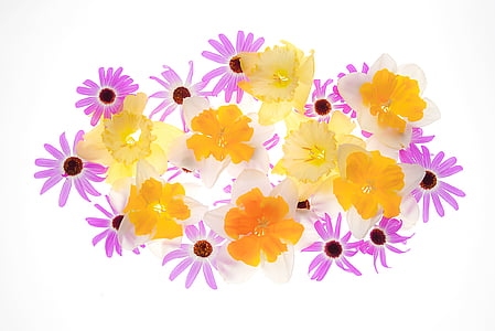 꽃, 노란색 꽃, 꽃, 보라색 꽃