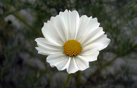 fiore, Cosmo, Cosmea, Cosmos bipinnatus, macro, chiudere, bianco