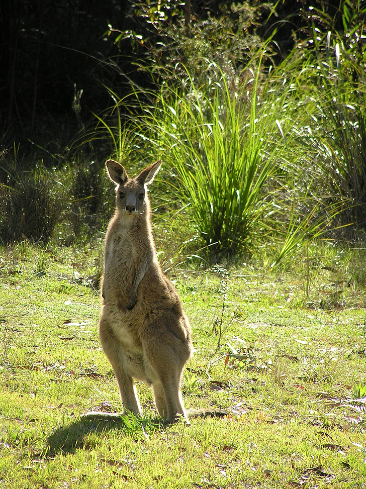 Wallaby, canguro, wallaby de Costa del este, australiano, nativo, animal, salto de