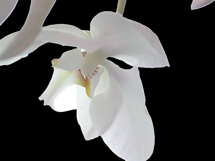 Orchid, biały, kwiat, kwiat, Bloom, biały fioletowy, Dzika Orchidea