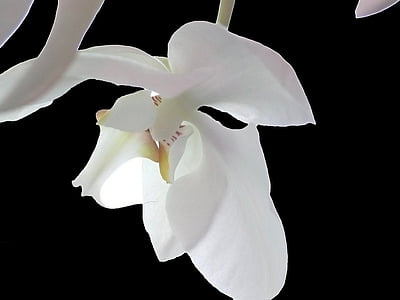orhideja, bela, cvet, cvet, cvet, belo-vijolična, divje orhideje