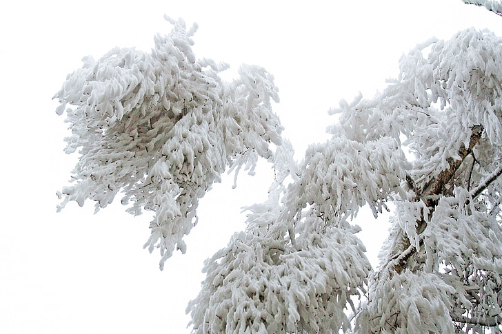 talvi, jäädytetty, jään, valkoiset, Frost, kylmä, puu