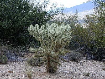cylindropuntia bigelovii, kaktus, Glavni de oso, Golden odvrtio skakanje kaktus, medo kaktus, medo kaktus strane Vellasa de kojot, kaktus