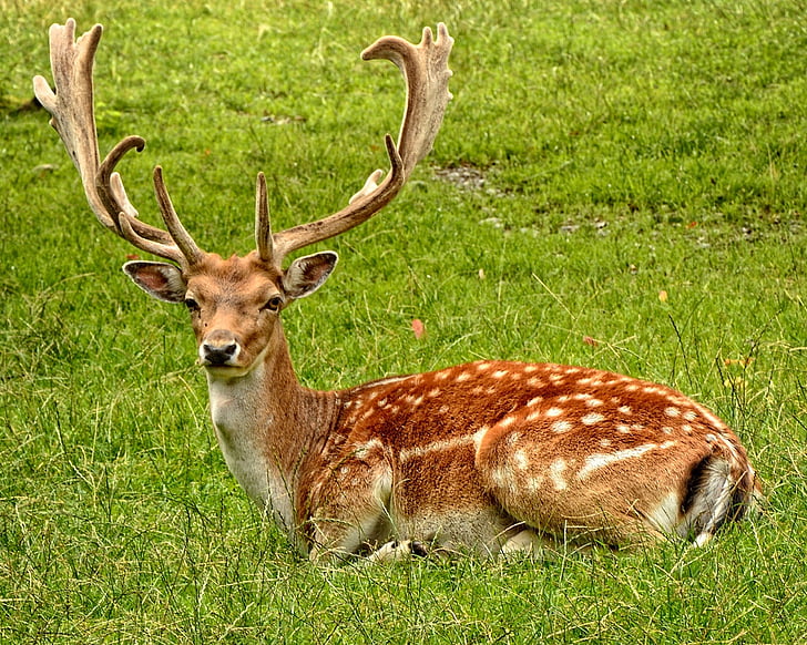 brown, white, deer, lying, green, grass, forest
