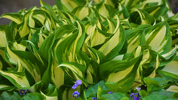 primavera, natura, fiore
