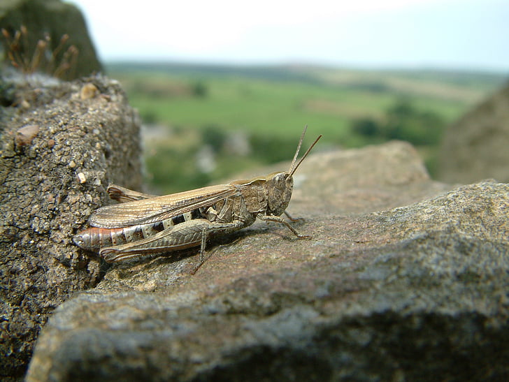 grasshopper, insect, nature, wildlife, animal, brown