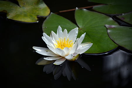 pond, lake rose, aquatic plant, nature, blossom, bloom, white
