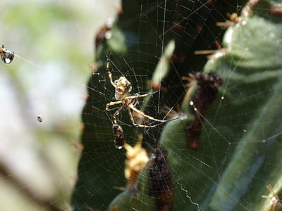 inseto, Aranha, Web, aracnídeo, natureza