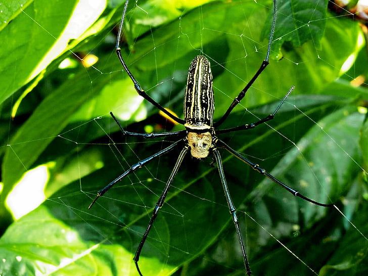 spider, network, nature, insect, close, animal, arachnid