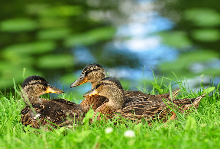 ducks, bird, animals, mallard, female, grass, park
