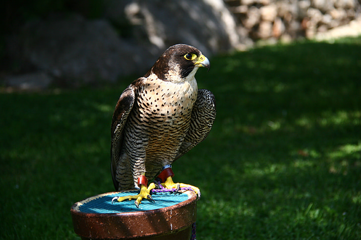 Falcon, valkerij, Peñíscola