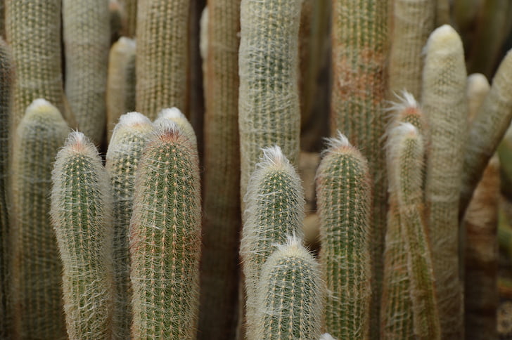 Cactus, öken, SPINES, naturen, Anläggningen, närbild, suckulent växt