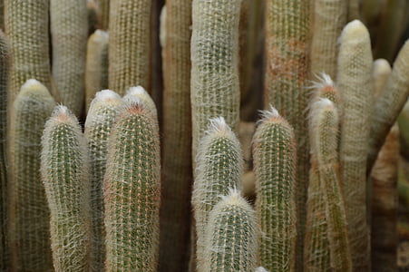 kaktus, poušť, ostny, Příroda, závod, detail, Sukulentní rostlina