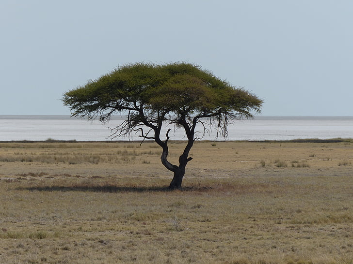 drzewo, Safari, Etosha pan, Etosha national park, krajobraz, samotność