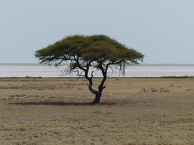 strom, Safari, pánev Etosha, Národní park Etosha, krajina, osamělost