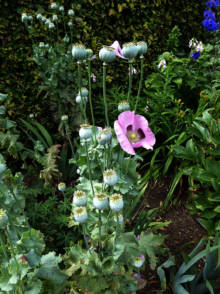 Papoila, Bush, roxo, flor, flor, natureza, jardim ornamental