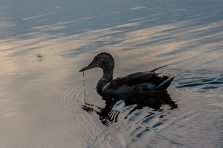 Duck, Sunset, natur, fugl, vand, Wildlife, søen