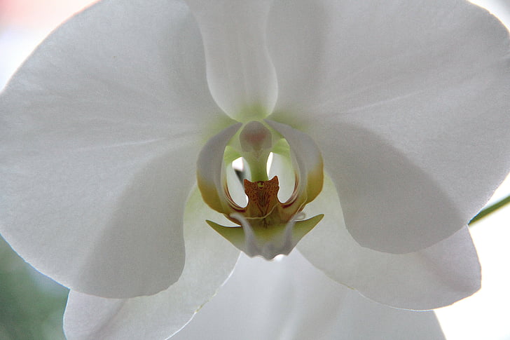 orhidee, floare, închide, frumos, alb