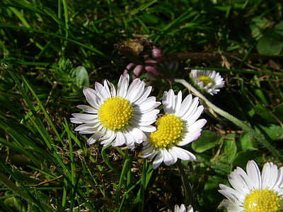 Bellis, floare, Botanica