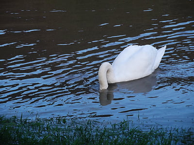 Swan, burung air, dunia hewan, gooseneck, alam