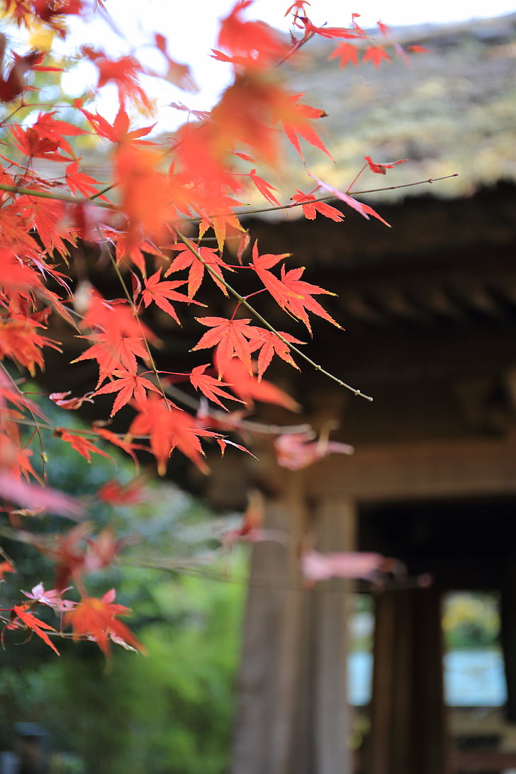 lämnar, hösten, faller, träd, naturen, Japan, Kyoto City