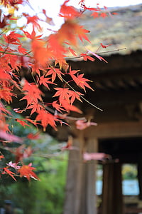 daun, musim gugur, musim gugur, pohon, alam, Jepang, Kota Kyoto