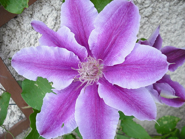 gėlė, violetinė, Treille