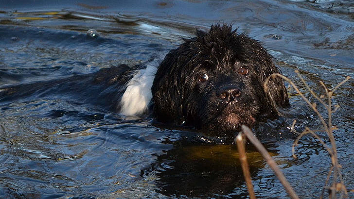 pes, plavání, voda, Newfoundland, Landseer