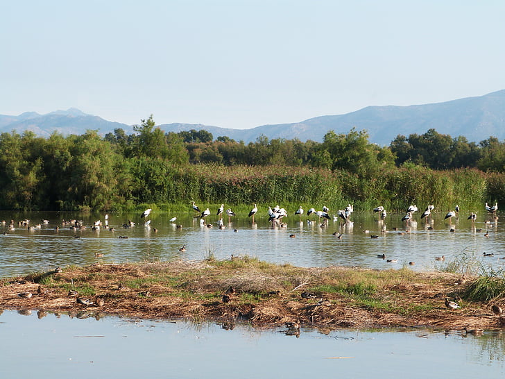 fåglar, våtmark, Empordà, Girona, Girona, Stork, Aiguamolls
