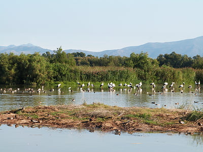 ocells, zona humida, Empordà, Girona, Girona, Cigonya, aiguamolls