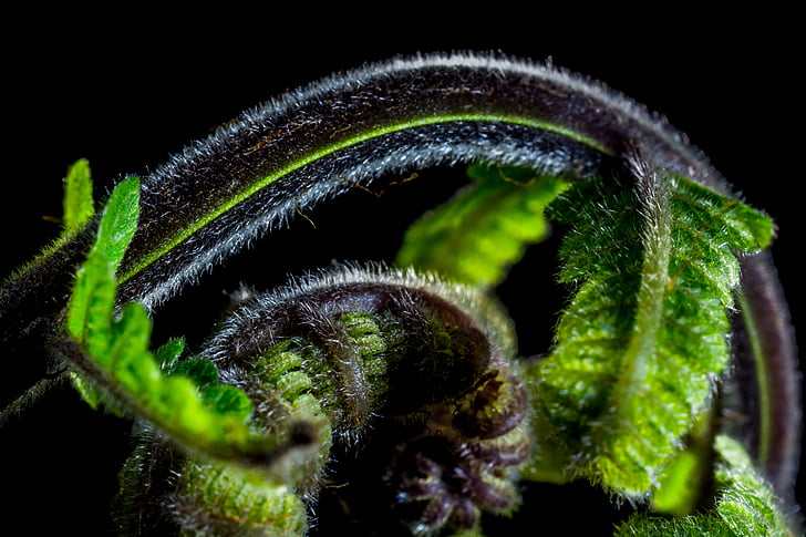 fern, young fern, fresh shoots, nature, close-up, macro, plant