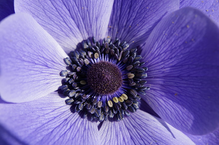 anemone de Corona, Anemone de, macro, tancar, flor, flor, flor