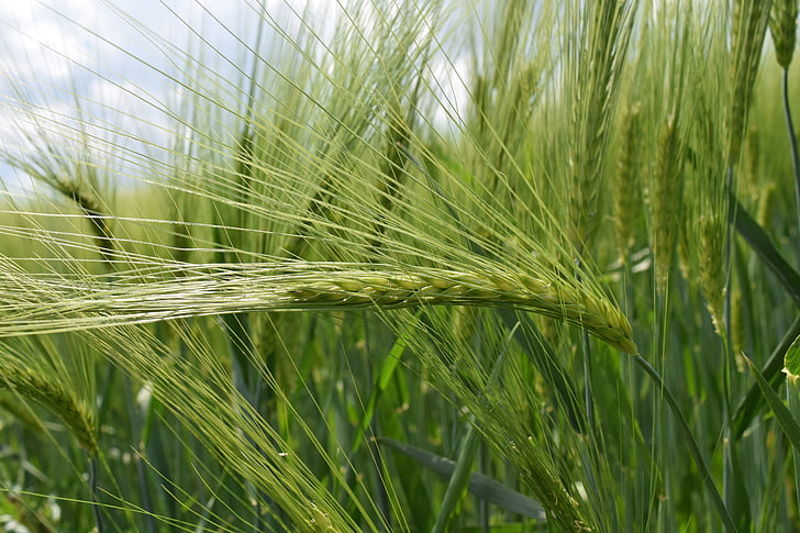 ozadje, zelena, pšenice, zelene pšenice, blizu, Pšenična zrna, svetlo