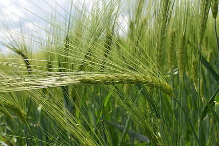 Fondo, verde, trigo, trigo verde, cerrar, granos de trigo, brillante