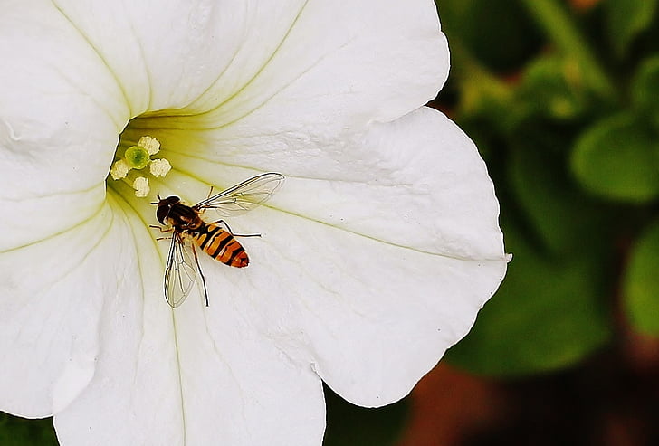 flor, mosca de focalizar, voar, pairo, vida selvagem, asa, jardim