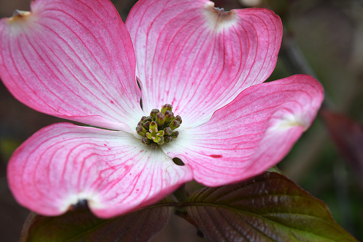 Cornus, Dogwood, Hoa, nở hoa, màu hồng