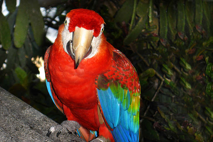 Arara, ocells tropicals, bosc Atlàntic, natura