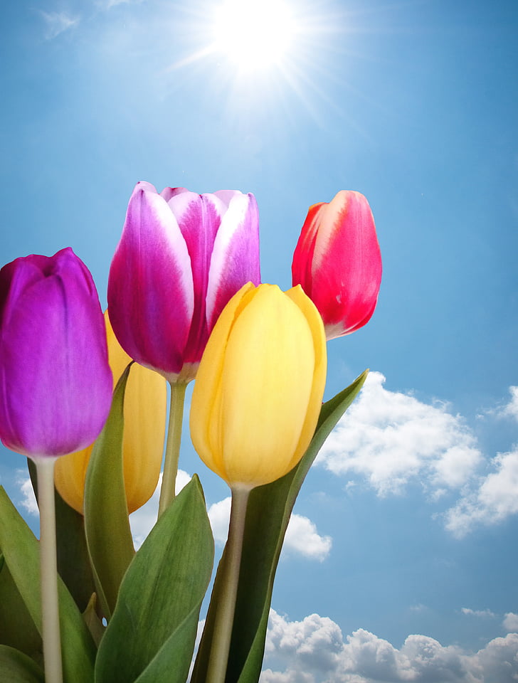 tulipány, jaro, barevné, obloha, slunce, květiny, Příroda