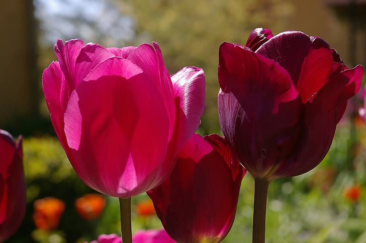 tulipes, vermells tulipes, vermell, flor, primavera, natura, flors