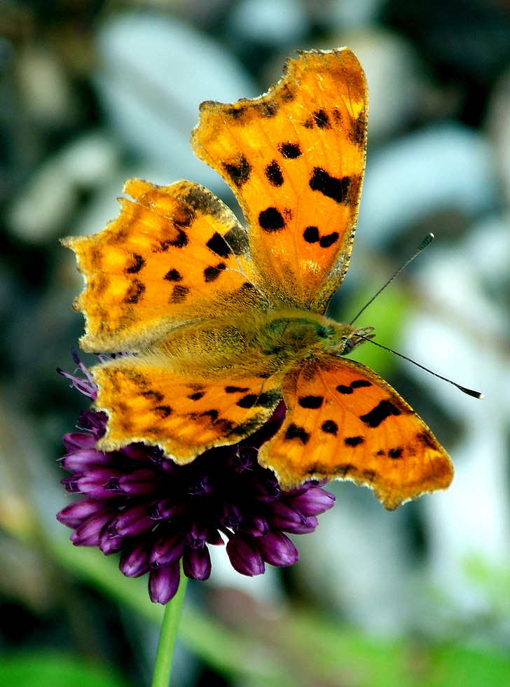 vlinder, c falter, vlinders, edelfalter, patch vlinders, insect, dieren