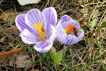 Šafrán, včely, hmyz, květ, Bloom, květ, frühlingsanfang